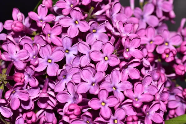 Nahaufnahme Von Lila Blumen Auf Dunklem Hintergrund — Stockfoto