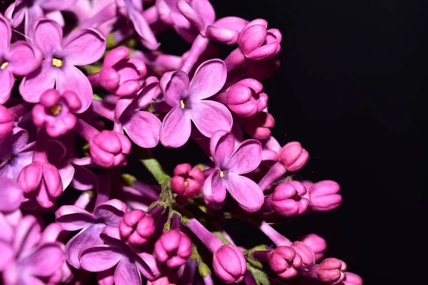 Close View Lilac Flowers Dark Background — Stock Photo, Image