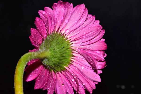 Gerbera Fleur Isolée Sur Fond Noir — Photo