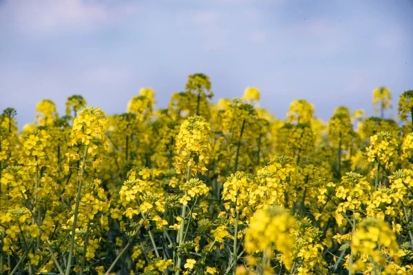 Beautiful Yellow Rape Flowers Field — стоковое фото