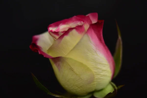 Siyah Arkaplanda Güzel Bir Gül — Stok fotoğraf