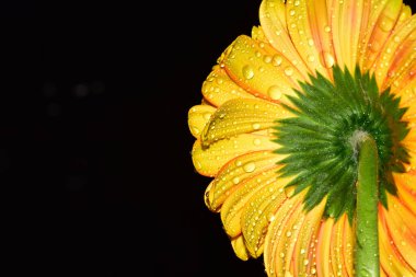 Siyah arka plan üzerine izole Gerbera çiçek.