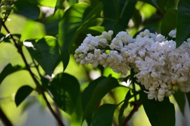 Bahçede büyüyen beyaz yumuşak çiçekler