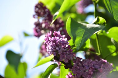 Bahçede mor leylak çiçekleri, yakın görüş