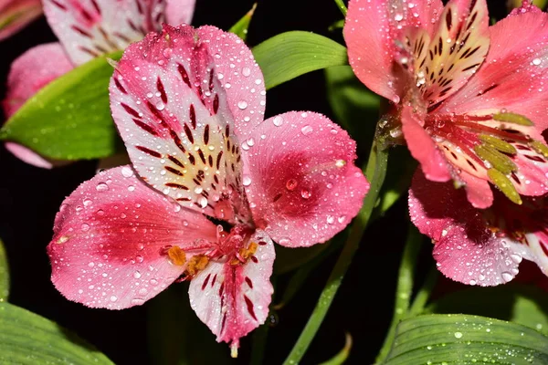 Vacker Lilja Blommor Blommigt Koncept Bakgrund — Stockfoto