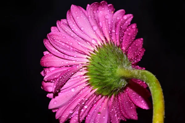 Gerbera Flower Isolated Black Background — Stock Photo, Image