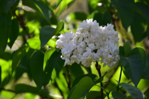 Flores Tiernas Blancas Creciendo Jardín — Foto de Stock