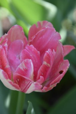 Bahçede büyüyen güzel lale çiçekleri