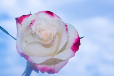 Mavi gökyüzünde güzel bir gül.