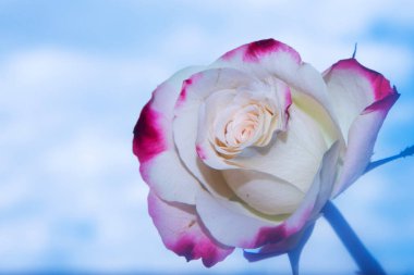 Mavi bulutlu arkaplanda güzel bir gül