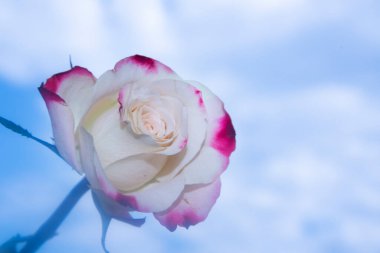 Mavi bulutlu arkaplanda güzel bir gül