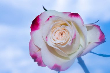 Mavi bulutlu arkaplanda güzel bir gül
