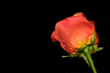 close up view of beautiful rose isolated on black background