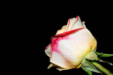 Siyah arkaplanda izole edilmiş güzel gülün yakın görüntüsü