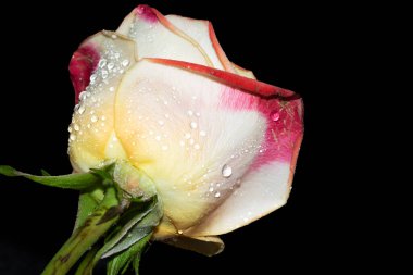 Siyah arkaplanda izole edilmiş güzel gülün yakın görüntüsü