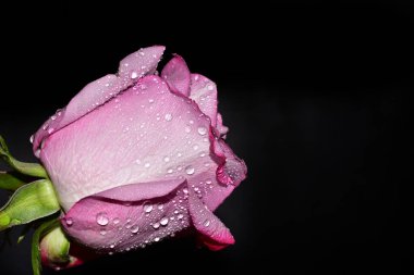 Siyah arkaplanda izole edilmiş güzel gülün yakın görüntüsü