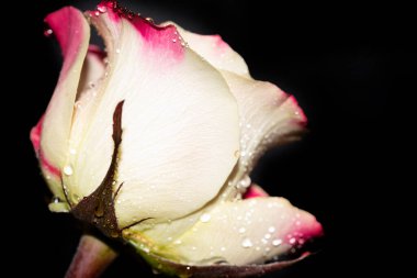 Siyah arkaplanda izole edilmiş güzel gülün yakın görüntüsü