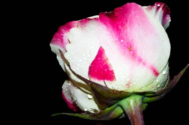 Siyah arkaplanda izole edilmiş güzel gülün yakın görüntüsü