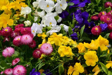 Bahçede büyüyen güzel çiçekler