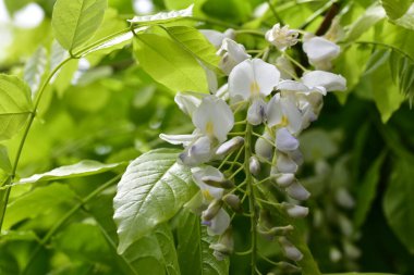 Bahçede büyüyen beyaz yumuşak çiçekler