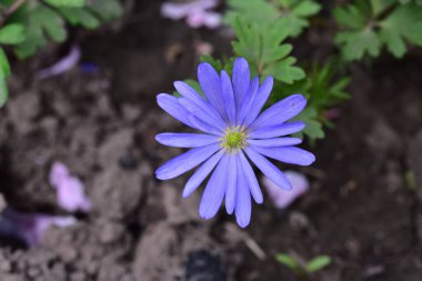 Bahçedeki mor çiçekleri kapat.