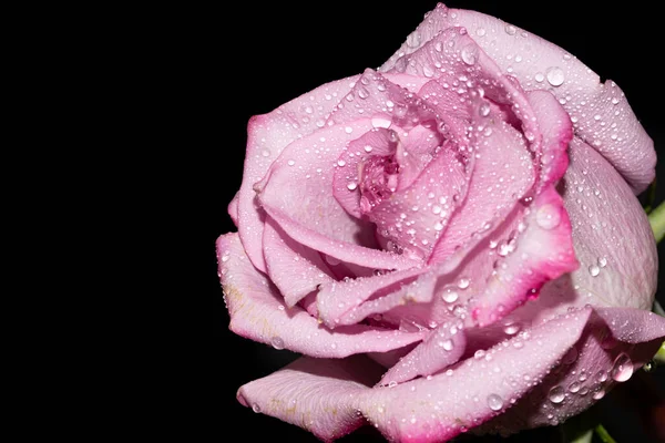 Крупним Планом Красива Троянда Ізольована Чорному Фоні — стокове фото