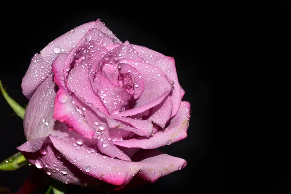 Nahaufnahme Der Schönen Rose Isoliert Auf Schwarzem Hintergrund — Stockfoto