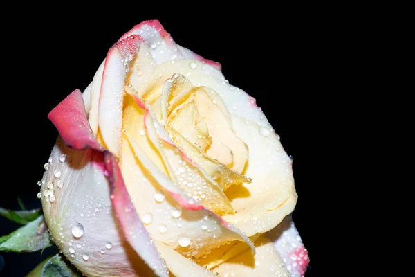 Close View Beautiful Rose Isolated Black Background — Fotografia de Stock