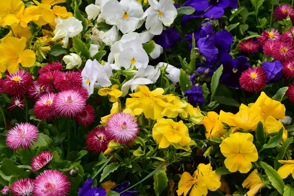 Bahçede büyüyen güzel çiçekler