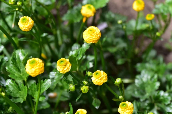 Belles Fleurs Jaunes Dans Jardin — Photo