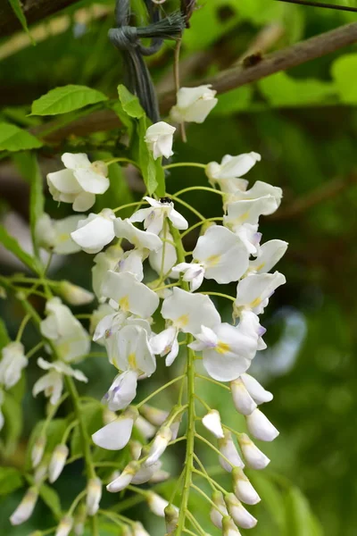 Bunga Putih Lembut Tumbuh Taman — Stok Foto