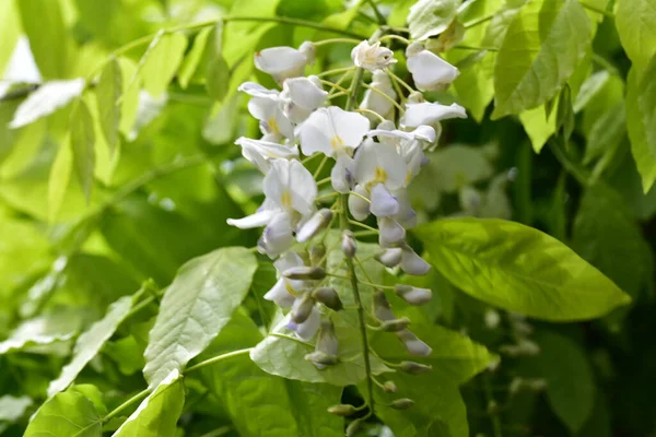 Bahçede büyüyen beyaz yumuşak çiçekler