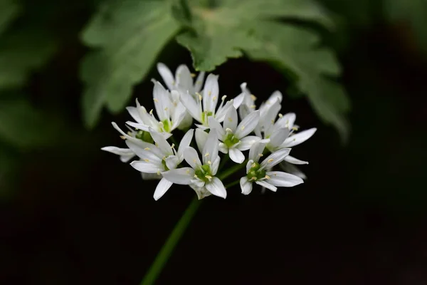 Белые Нежные Цветы Растут Саду — стоковое фото