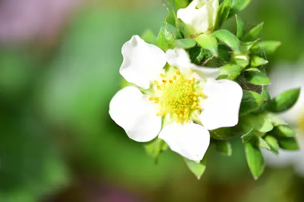 White Tender Flowers Growing Garden — Stock Photo, Image