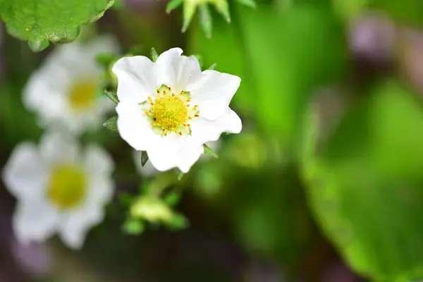 Weiße Zarte Blüten Wachsen Garten — Stockfoto