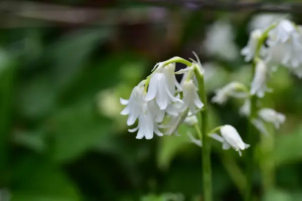 Λευκά Τρυφερά Λουλούδια Που Αναπτύσσονται Στον Κήπο — Φωτογραφία Αρχείου