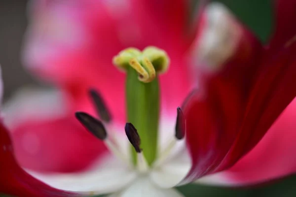 Close Beautiful Tulip Garden — Stock fotografie