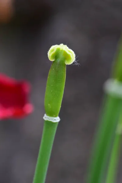 庭に花弁のないチューリップ茎 — ストック写真