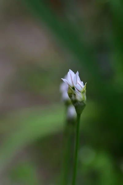 Fleurs Tendres Blanches Poussant Dans Jardin — Photo