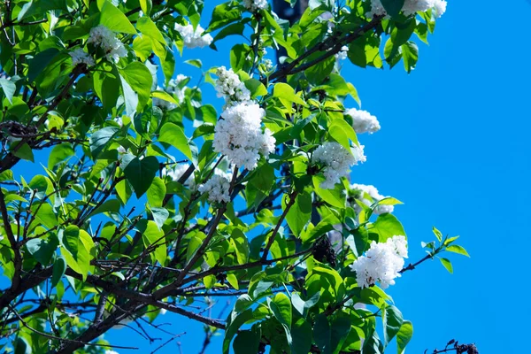Białe Delikatne Kwiaty Rosnące Ogrodzie — Zdjęcie stockowe