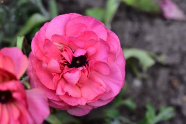 Bahçedeki güzel pembe çiçeklerin yakın görüntüsü