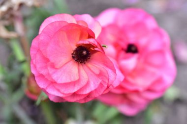 Bahçedeki güzel pembe çiçeklerin yakın görüntüsü