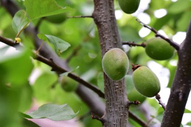 yeşil olgunlaşmamış kayısılar ağaç dalında