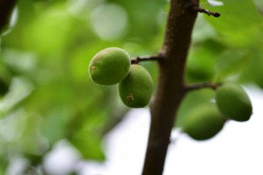 yeşil olgunlaşmamış kayısılar ağaç dalında