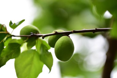 yeşil olgunlaşmamış kayısılar ağaç dalında