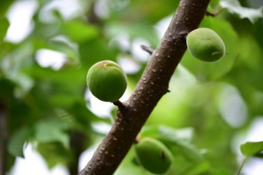 yeşil olgunlaşmamış kayısılar ağaç dalında