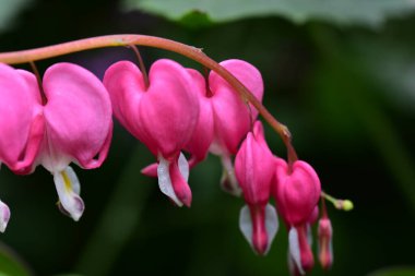 Bahçedeki güzel pembe çiçeklerin yakın görüntüsü