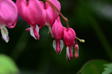 Bahçedeki güzel pembe çiçeklerin yakın görüntüsü