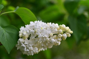 Bahçede büyüyen bahar beyaz çiçekleri