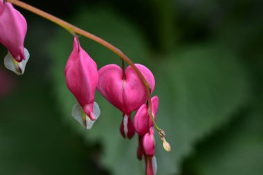 Bahçedeki güzel pembe çiçeklerin yakın görüntüsü